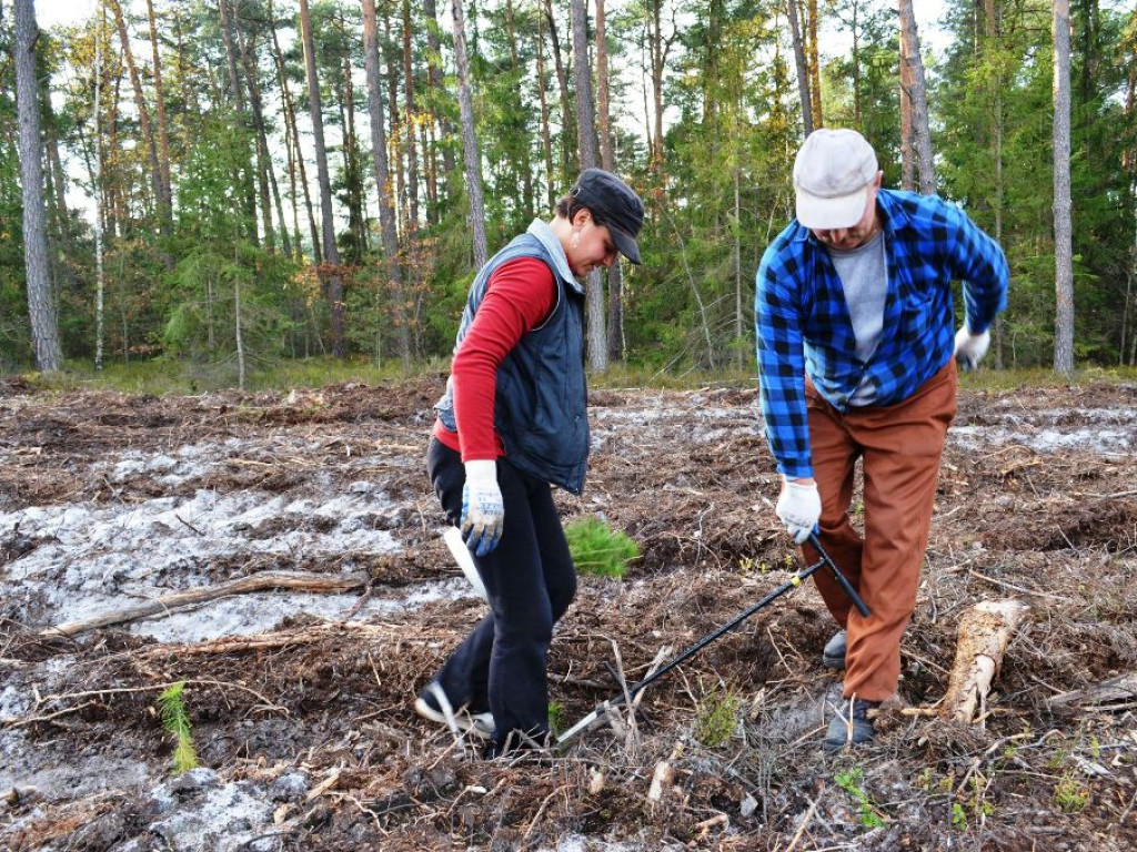 Jesienne odnawianie lasów. 150 tysięcy nowych sadzonek bukowych w ostrowieckich lasach (zdjęcia)