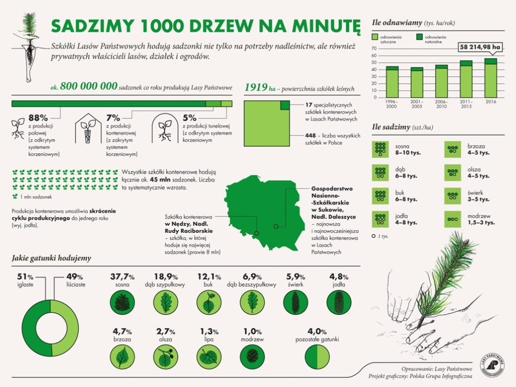 Jesienne odnawianie lasów. 150 tysięcy nowych sadzonek bukowych w ostrowieckich lasach (zdjęcia)