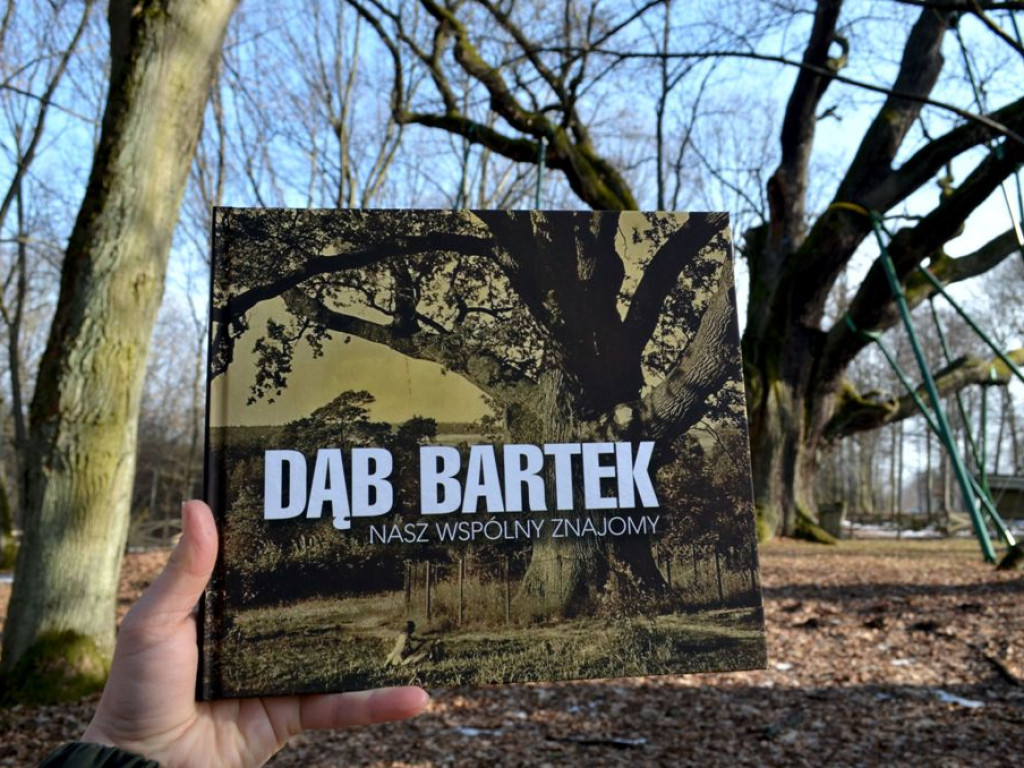 Dąb Bartek na Święto Drzewa (zdjęcia)