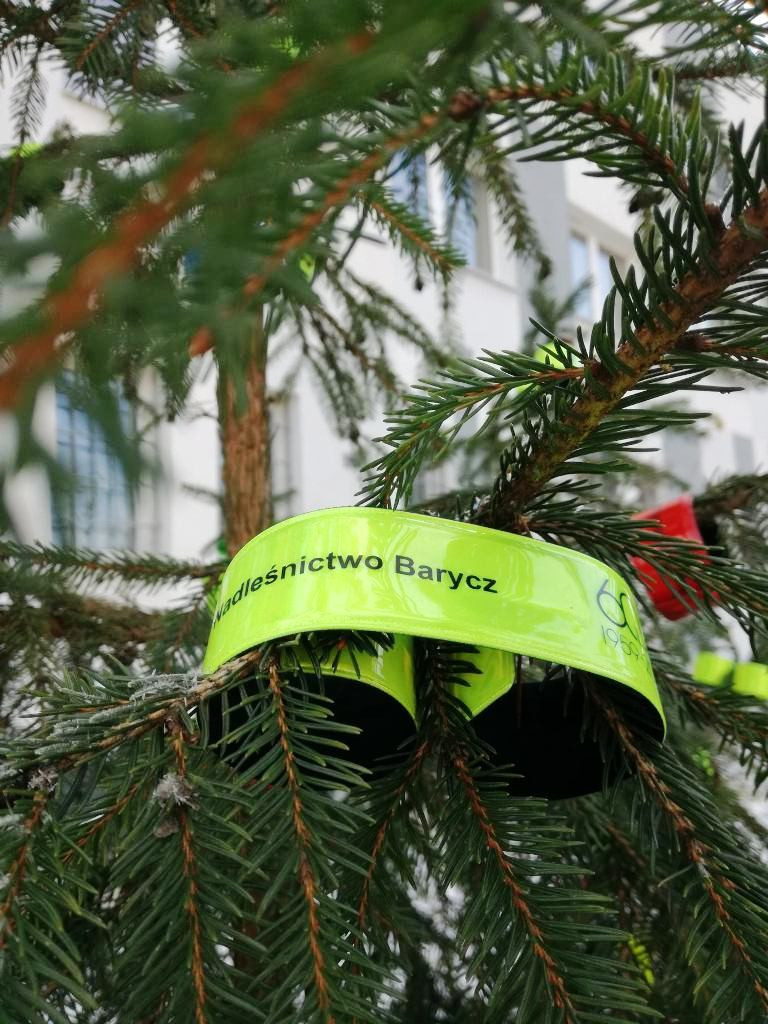 Choinki od leśników na Jasnej Górze, w Łazienkach Królewskich, na rynkach miast (zdjęcia)