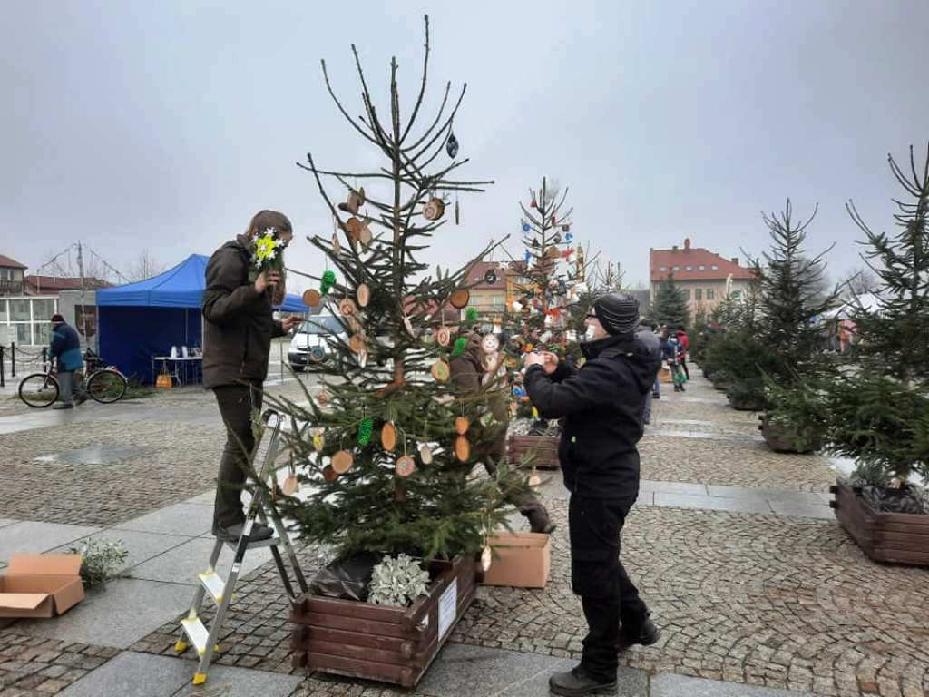 Choinki od leśników na Jasnej Górze, w Łazienkach Królewskich, na rynkach miast (zdjęcia)
