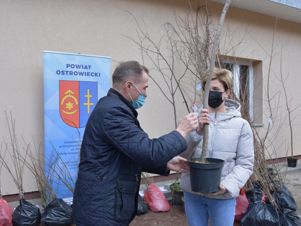 Drzewa dla pszczół (zdjęcia)
