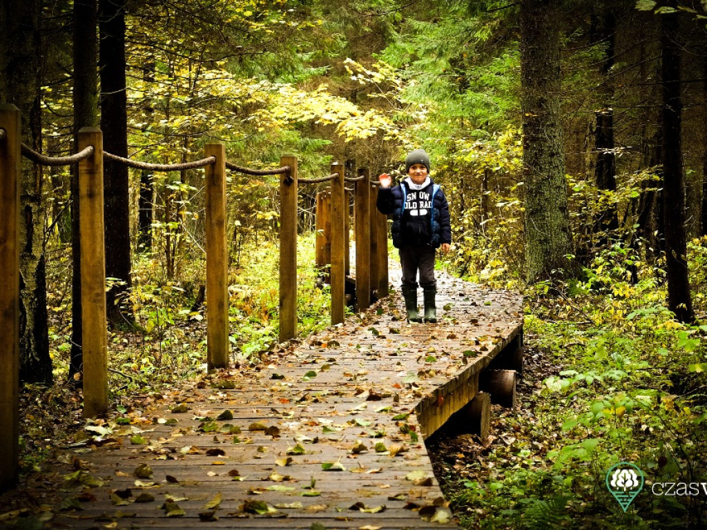Wyrwij się z miasta do lasu (zdjęcia)