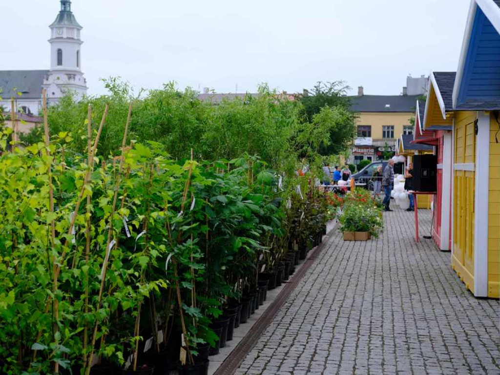 Zielony Ostrowiec - piknik ekologiczny na Rynku
