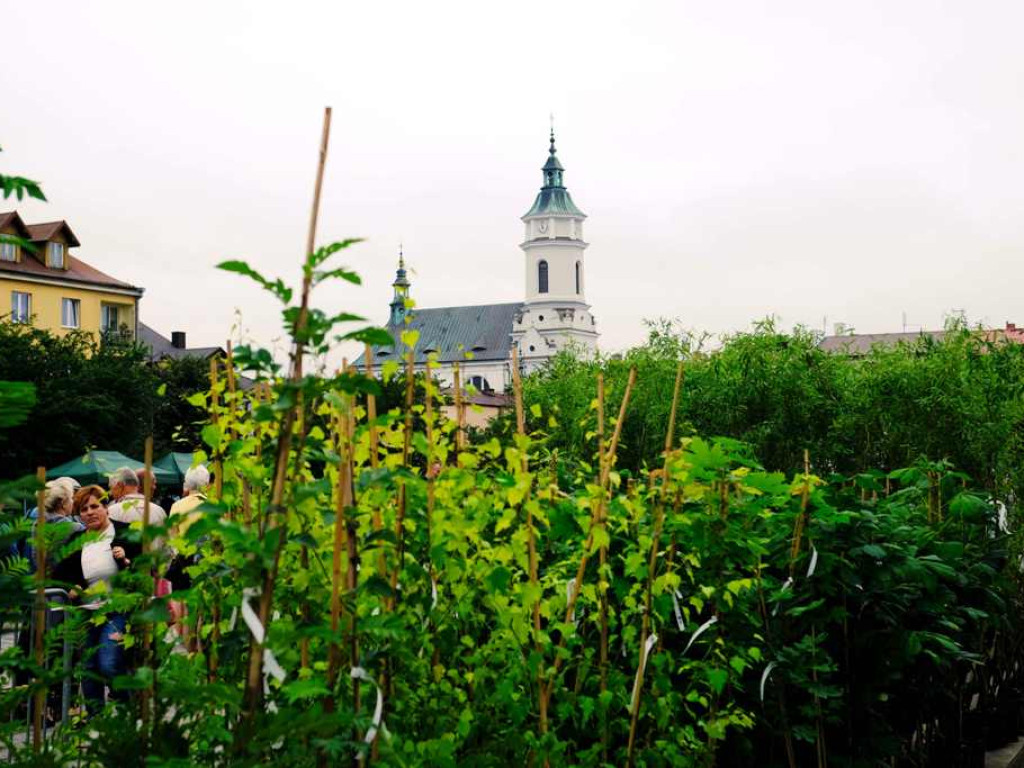 Zielony Ostrowiec - piknik ekologiczny na Rynku