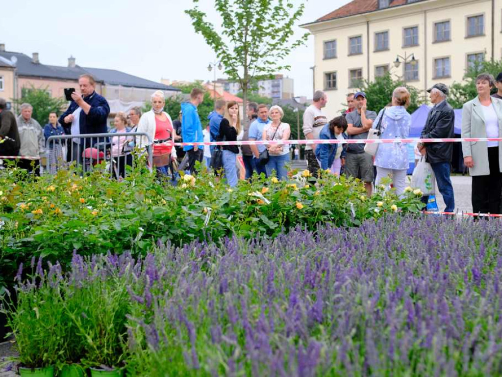 Zielony Ostrowiec - piknik ekologiczny na Rynku