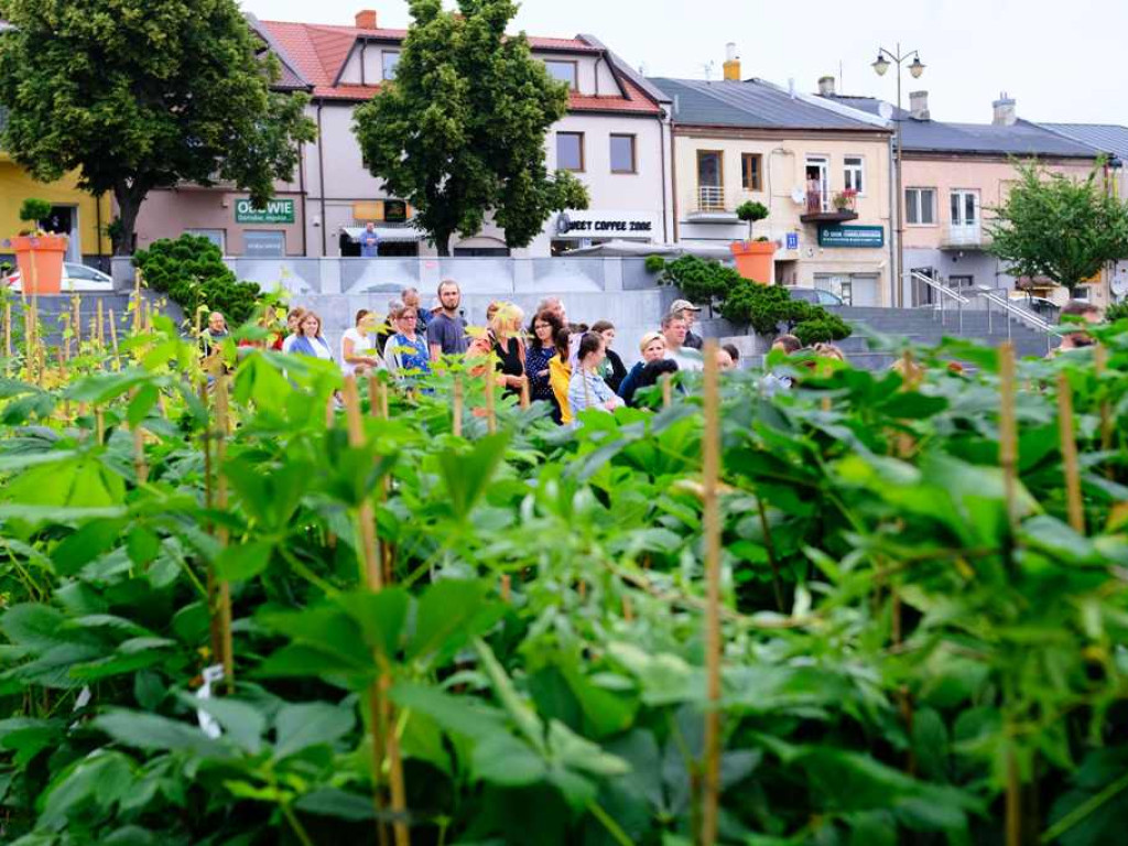Zielony Ostrowiec - piknik ekologiczny na Rynku