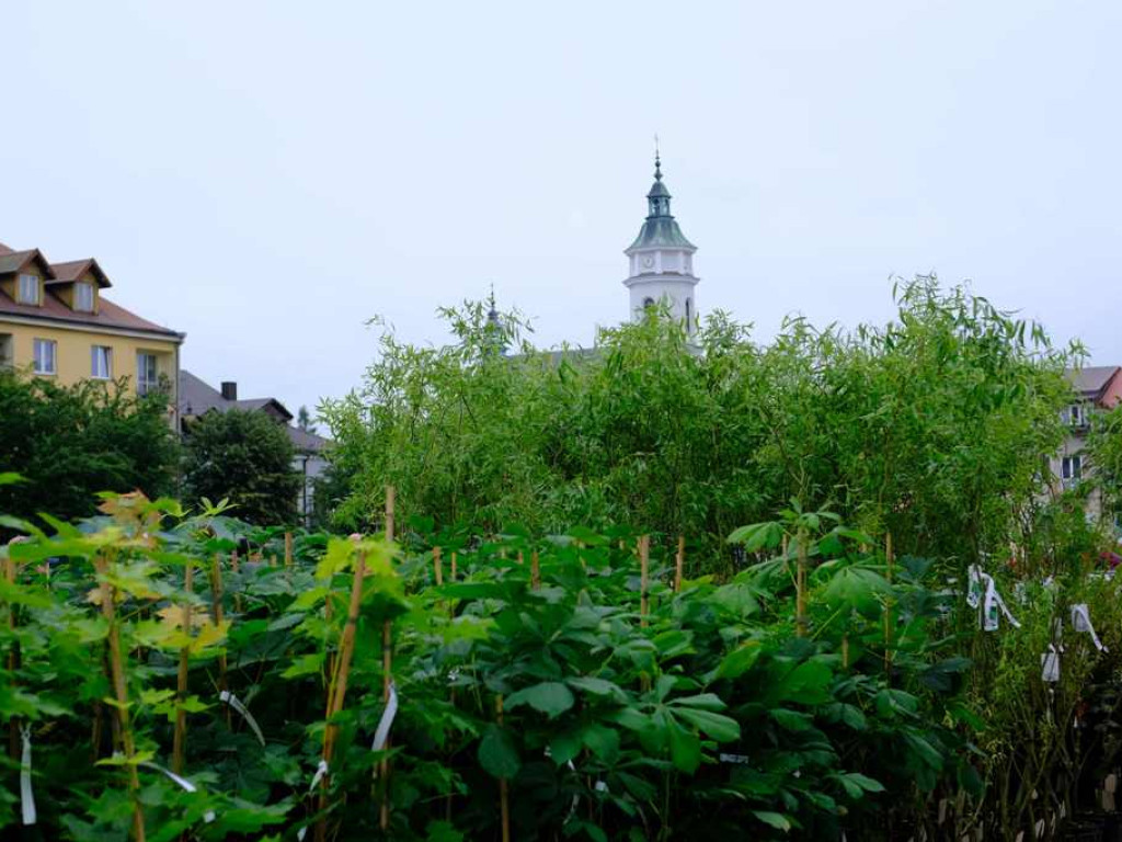 Zielony Ostrowiec - piknik ekologiczny na Rynku