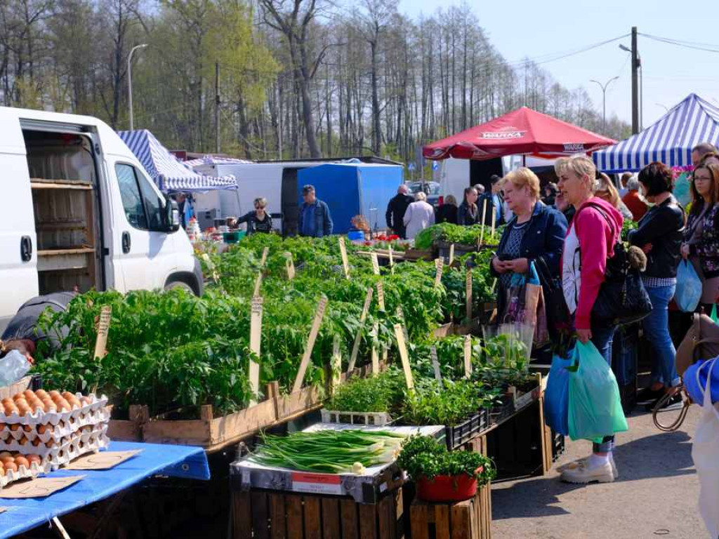 Na targowisku tłumy. Sadzonki schodzą na pniu (zdjęcia)