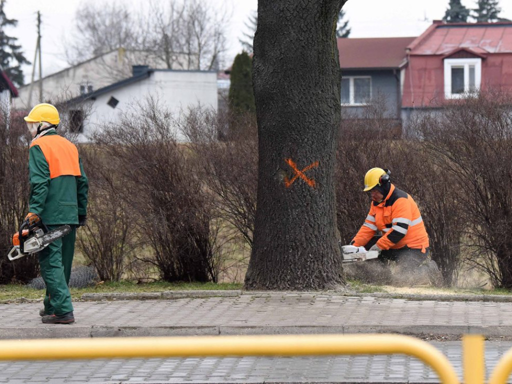 Rozbudowa drogi wojewódzkiej 754  w Ostrowcu Świętokrzyskim. Wycinka drzew przy Alei 3 Maja (zdjęcia)