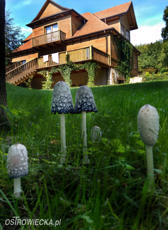 100-lecie Gałęziówki - domu z duszą