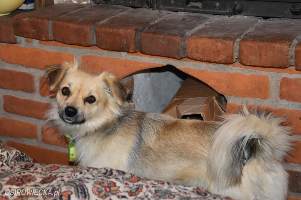 100-lecie Gałęziówki - domu z duszą