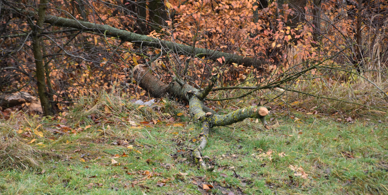 Życie bobrów w naszym mieście