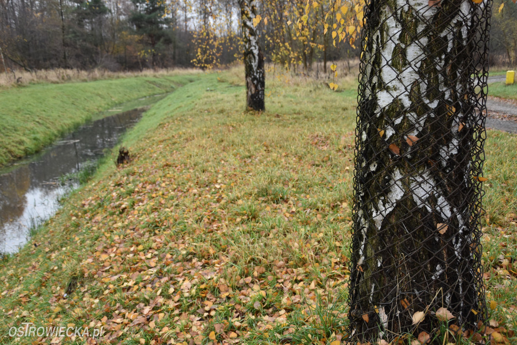 Życie bobrów w naszym mieście