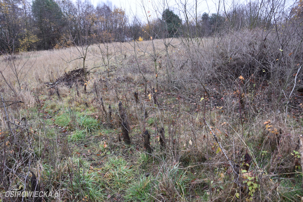 Życie bobrów w naszym mieście