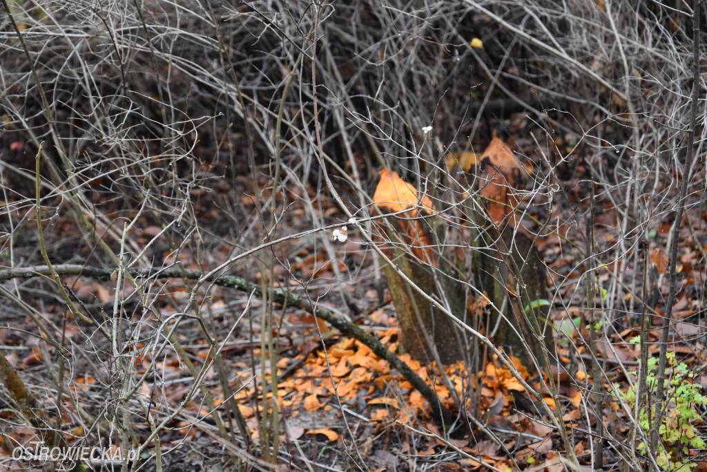 Życie bobrów w naszym mieście