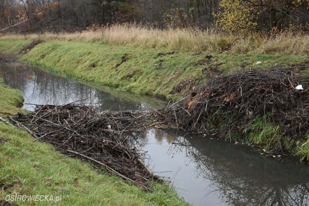 Życie bobrów w naszym mieście