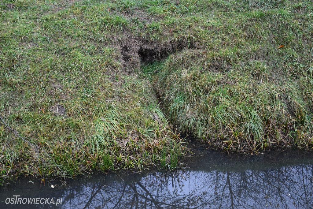 Życie bobrów w naszym mieście