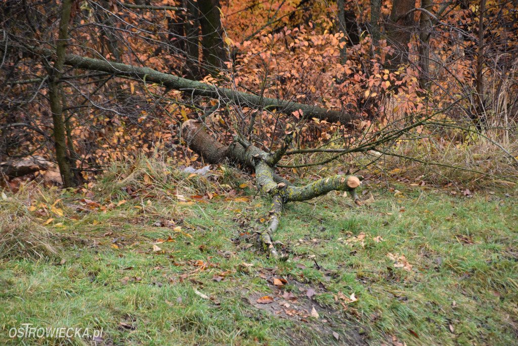 Życie bobrów w naszym mieście