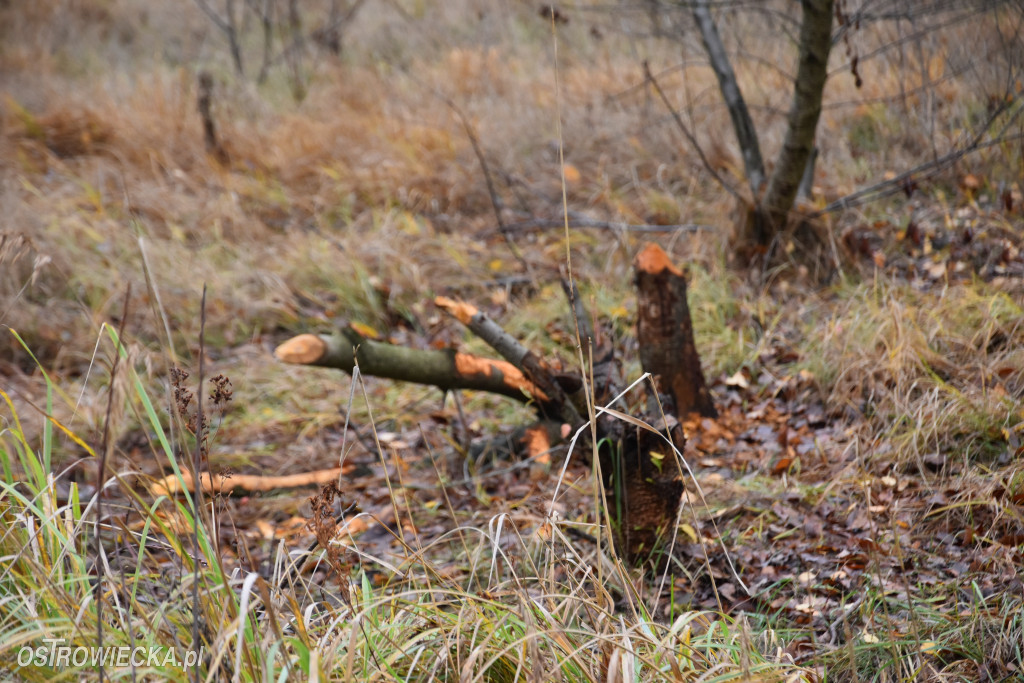 Życie bobrów w naszym mieście