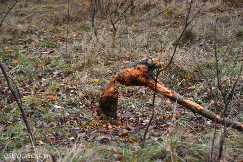 Życie bobrów w naszym mieście