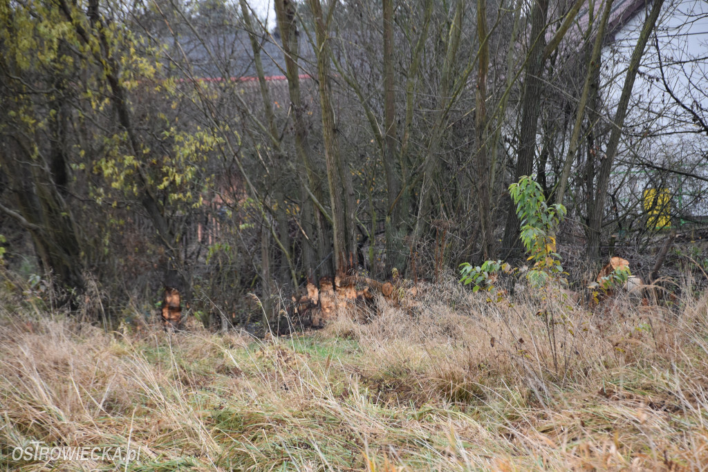 Życie bobrów w naszym mieście