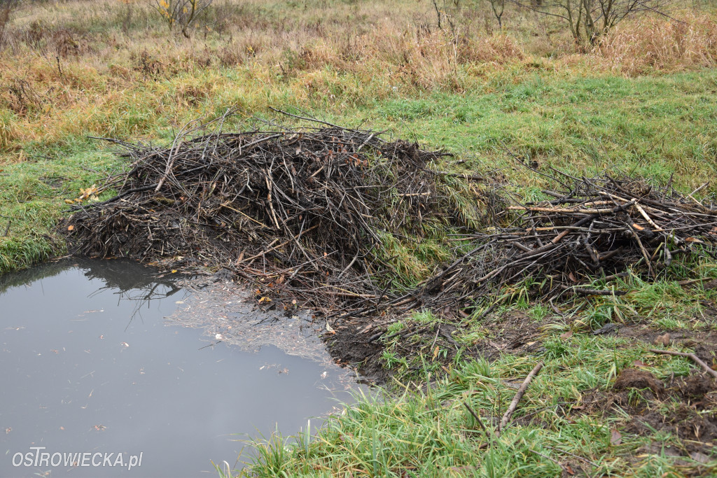 Życie bobrów w naszym mieście