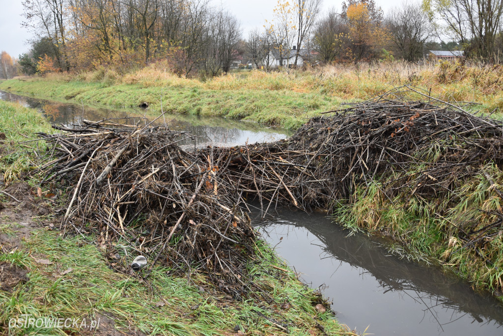 Życie bobrów w naszym mieście