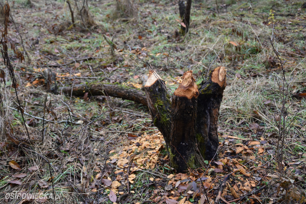 Życie bobrów w naszym mieście