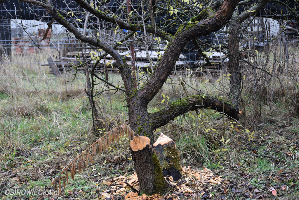 Życie bobrów w naszym mieście