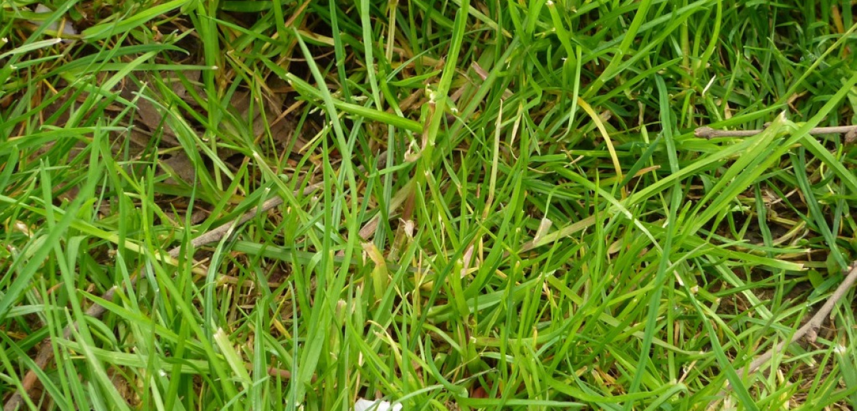 Koszenie trawy, susza i łąki kwietne?