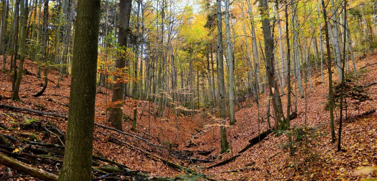 Przewodnik po świętokrzyskich rezerwatach leśnych. Propozycje przyrodniczych wypra