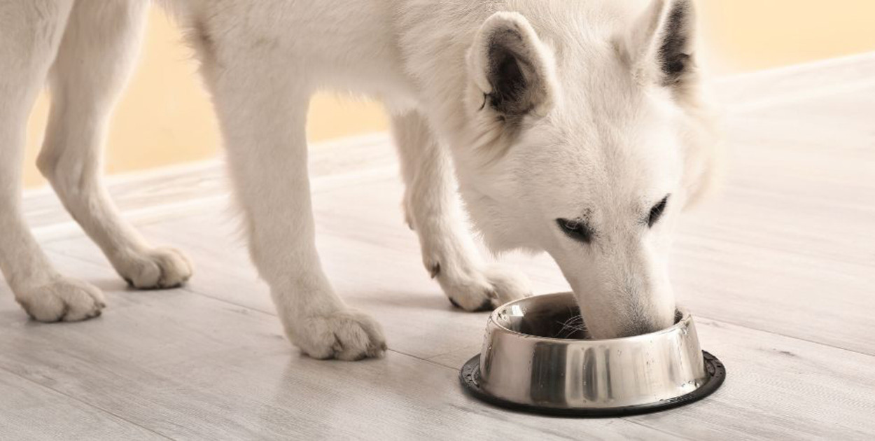 Mokra karma dla psa z dużą zawartością mięsa: Kompleksowy przewodnik