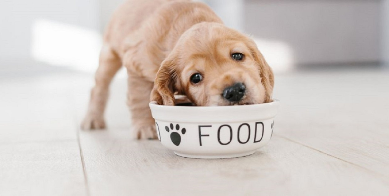 Jak karmić szczeniaka? Wszystko, co musisz wiedzieć