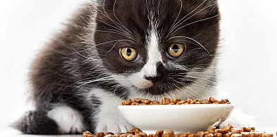 Jak przekonać kota do jedzenia suchej karmy?-152649