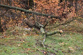 Życie bobrów w naszym mieście-6680