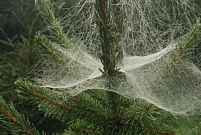 Kupujesz żywą choinkę na święta? Ten szczegół łatwo przeoczyć-162235