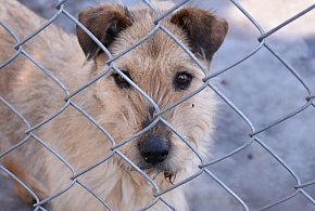 Schronisko "Janik" - adoptuj, nie kupuj  (wideo)