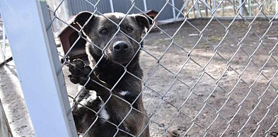 W Ostrowieckim Schronisku w Janiku