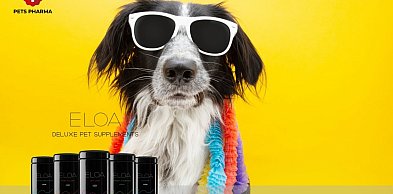 Kolagen dla psa - rodzaje, działanie i jak wybrać odpowiedni preparat