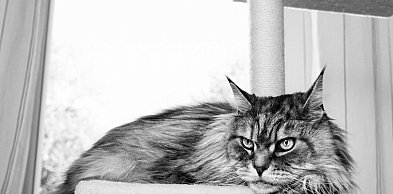 „Zwierzę nie powie, wet podpowie” - 71% opiekunów ufa swojej ocenie stanu zdrowia