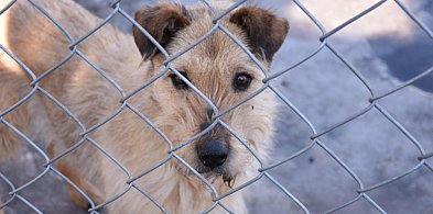 Schronisko "Janik" - adoptuj, nie kupuj  (wideo)