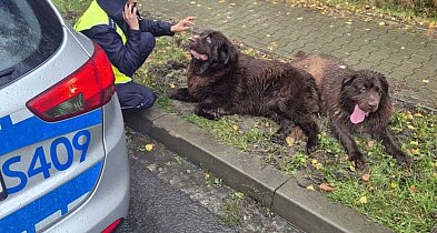 Nie ma to jak spaść na cztery łapy-161297