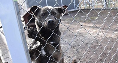 W Ostrowieckim Schronisku w Janiku