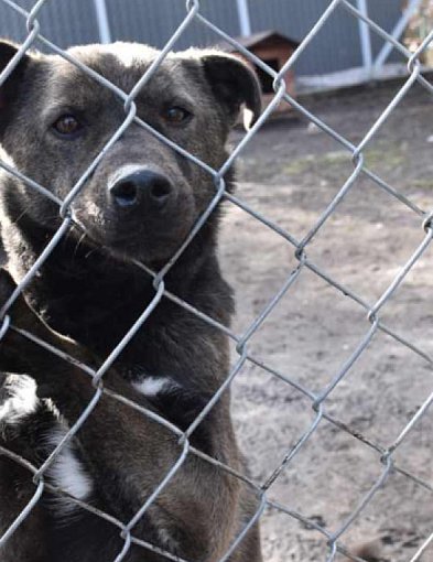 W Ostrowieckim Schronisku w Janiku