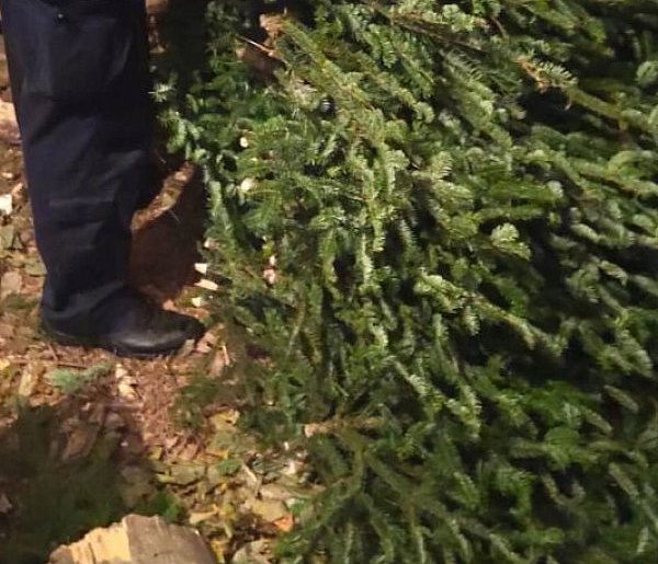 Nielegalny stroisz na posesji w Marianowie?-161381