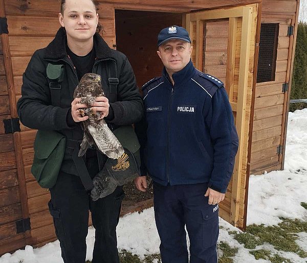 Znaleźli schronienie dla rannego myszołowa