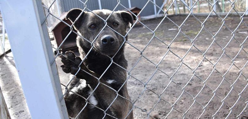 W Ostrowieckim Schronisku w Janiku