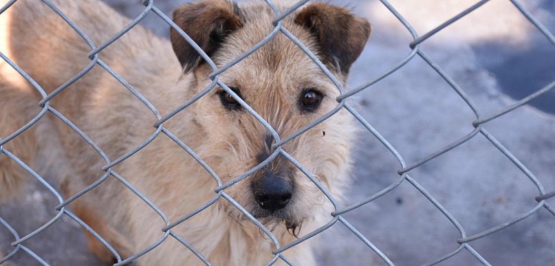 Schronisko "Janik" - adoptuj, nie kupuj  (wideo)