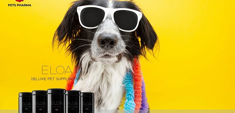 Kolagen dla psa - rodzaje, działanie i jak wybrać odpowiedni preparat